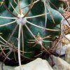 Sclerocactus _parviflorus s_sp.terrae-canyonae  _Lz 233 _09